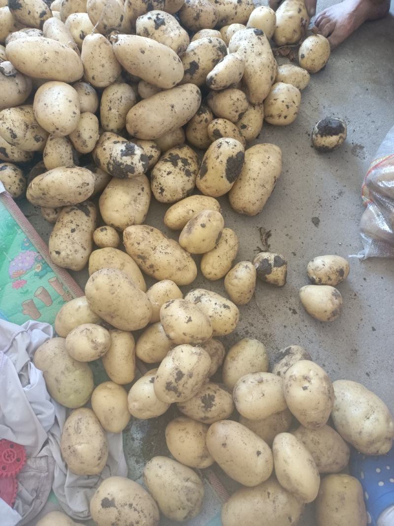 荷兰十五土豆大量上市产地直发量大从优欢迎来电