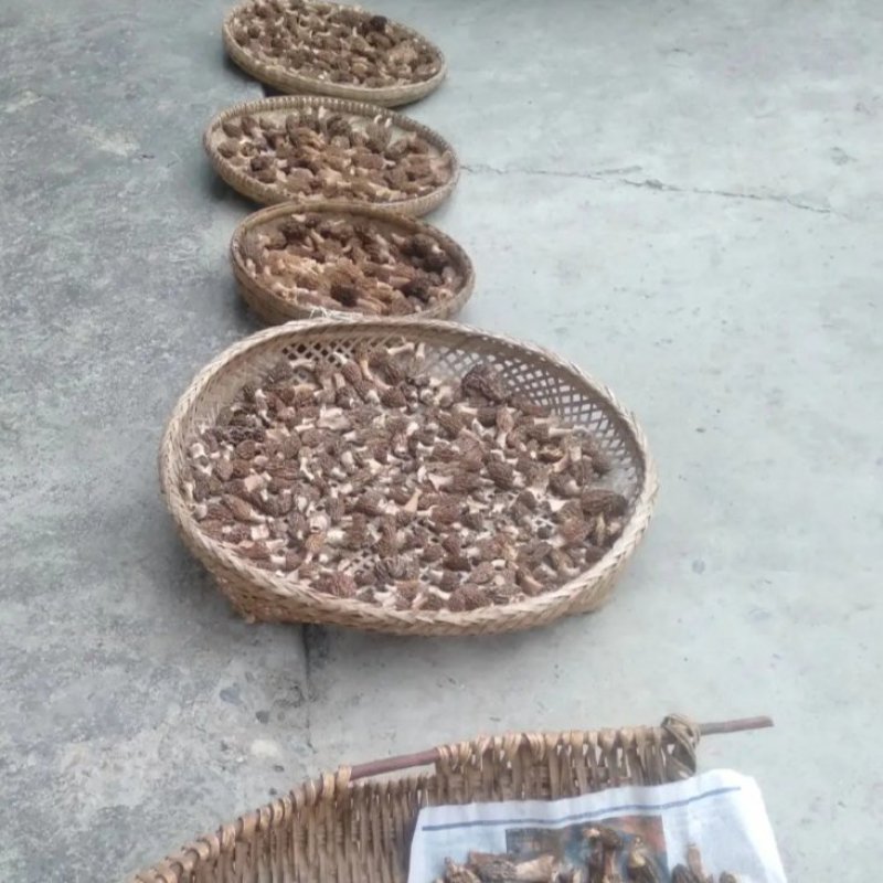 羊肚菌，菌中的劳斯莱斯