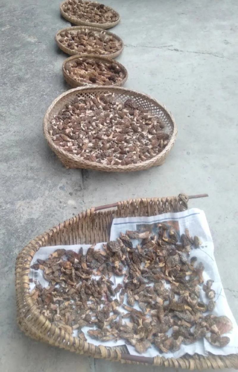 羊肚菌，菌中的劳斯莱斯