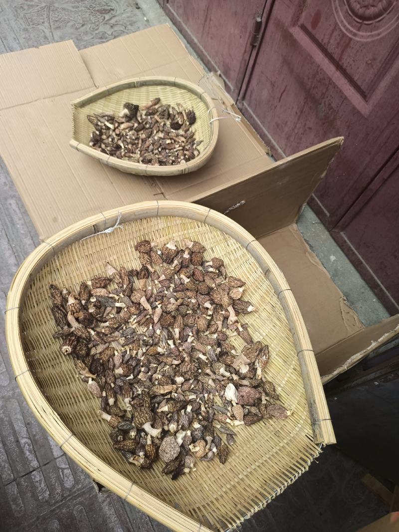 羊肚菌，菌中的劳斯莱斯