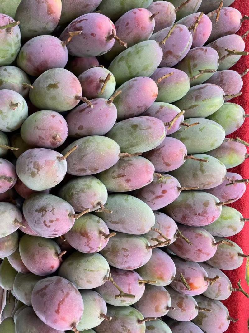 小贵妃芒