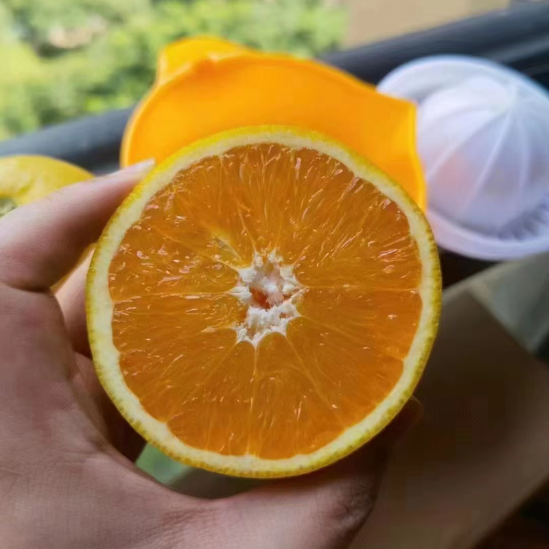 橙子/夏橙/湖北橙子/全国发货品质好货
