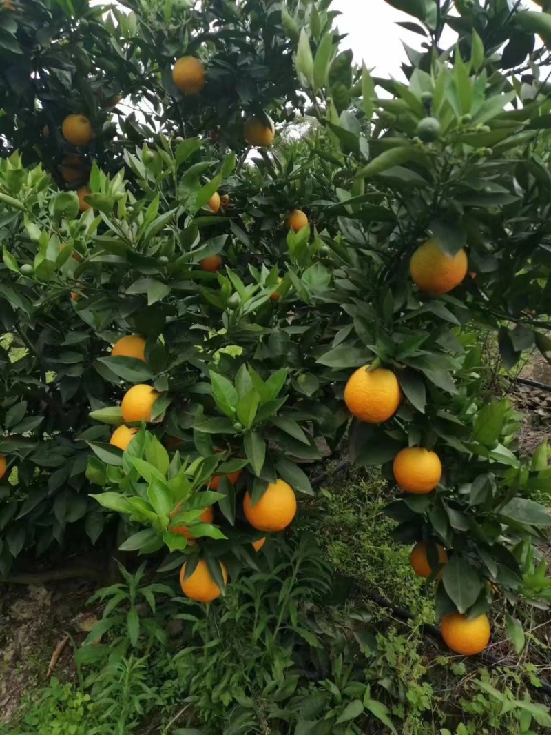 橙子/夏橙/湖北橙子/全国发货品质好货