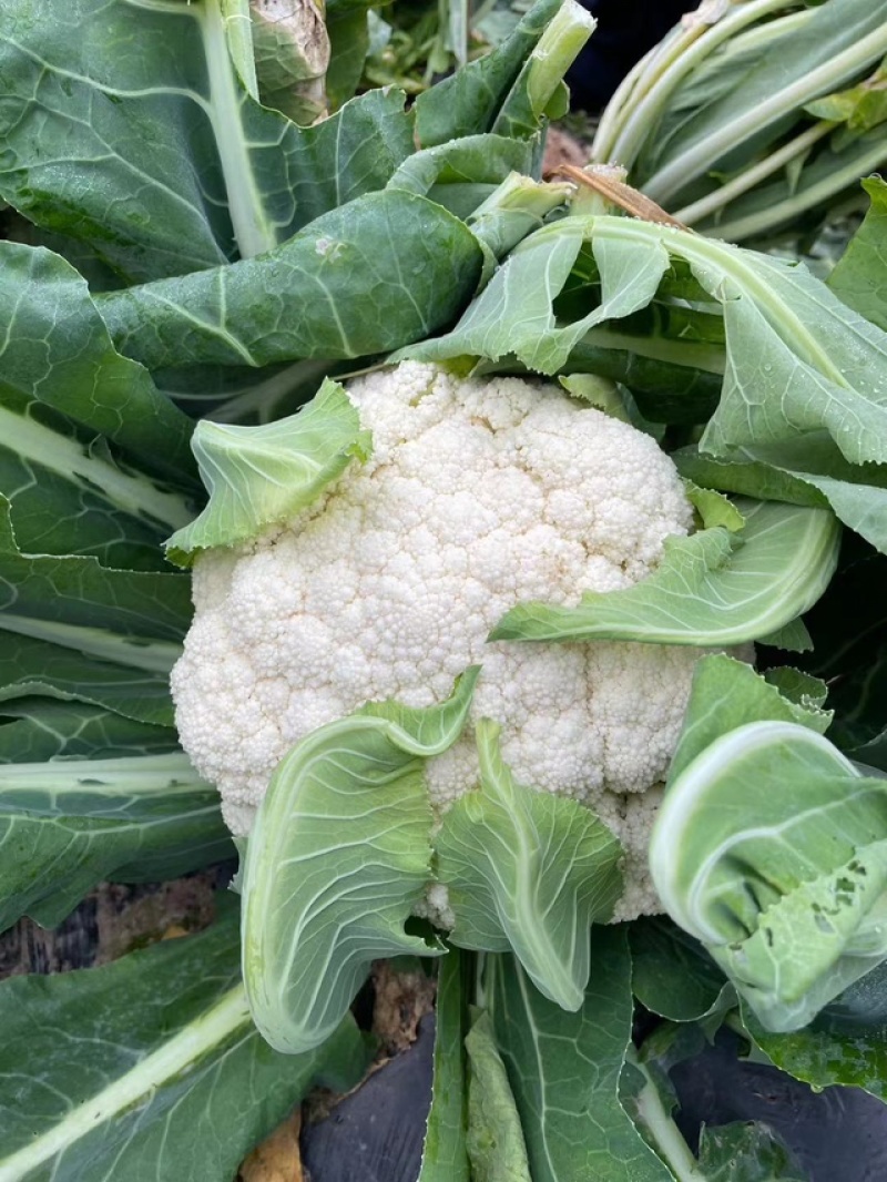精品优质松花菜苗，产地直发，苗好价格实惠，欢迎大家到店
