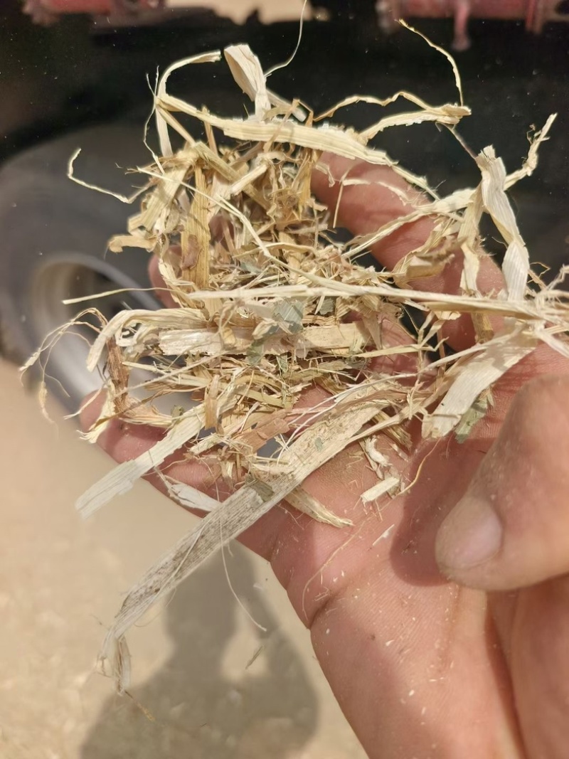 黄储玉米秸秆，青储玉米秸秆，一手货源，全国大量发货，