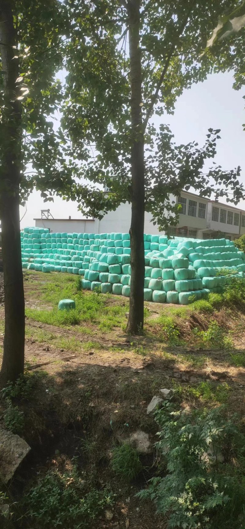 黄储玉米秸秆，青储玉米秸秆，一手货源，全国大量发货，