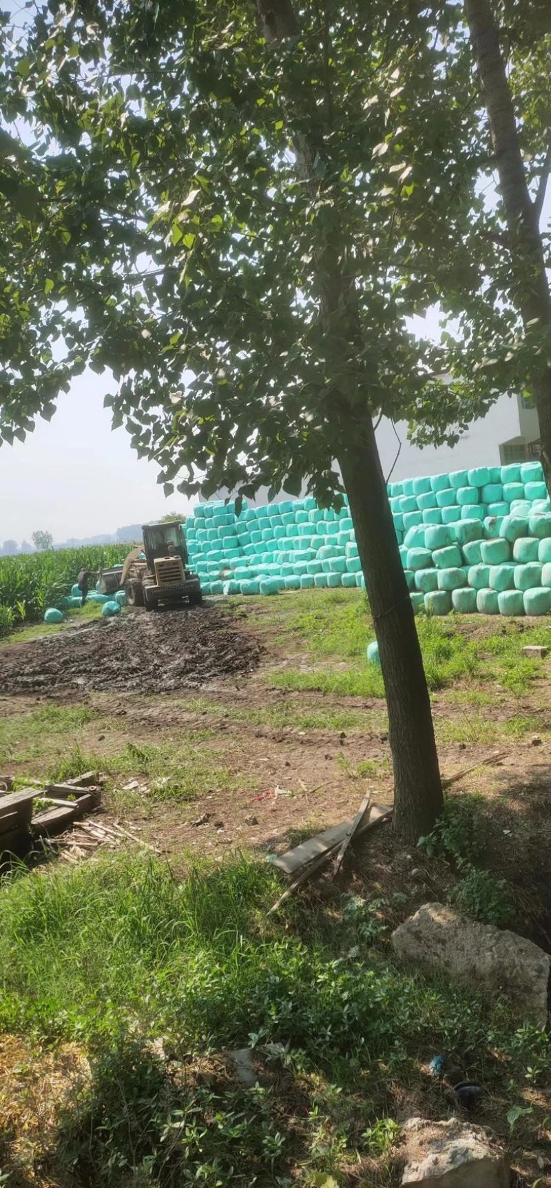 黄储玉米秸秆，青储玉米秸秆，一手货源，全国大量发货，