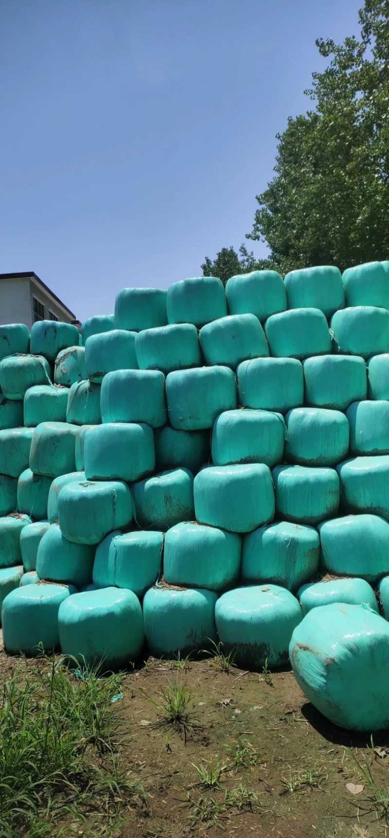 黄储玉米秸秆，青储玉米秸秆，一手货源，全国大量发货，