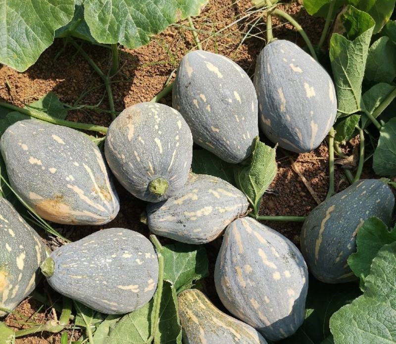 香芋南瓜支持电商货，大量上市货源充足品质保证