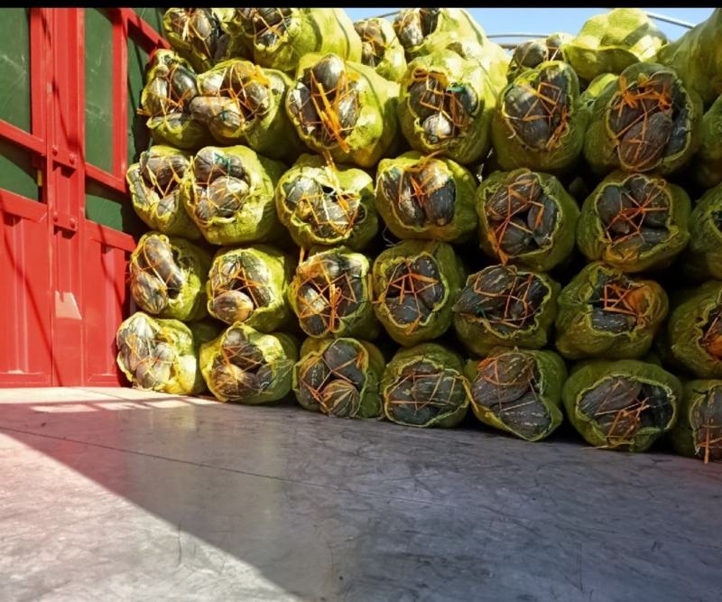 香芋南瓜支持电商货，大量上市货源充足品质保证