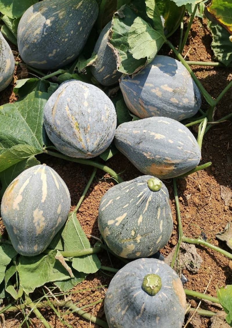 香芋南瓜支持电商货，大量上市货源充足品质保证