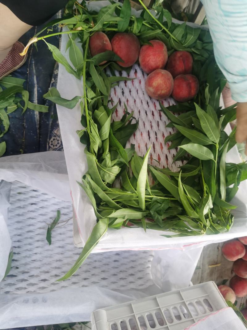 河北桃子，突围桃鲜桃，产区供应大量供应欢迎咨询