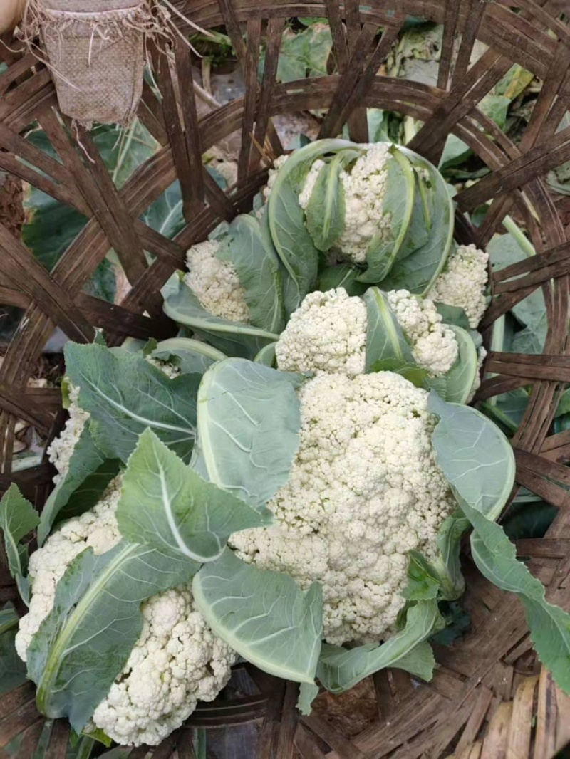 精品优质松花菜苗，产地直发，苗好价格实惠，欢迎大家到店
