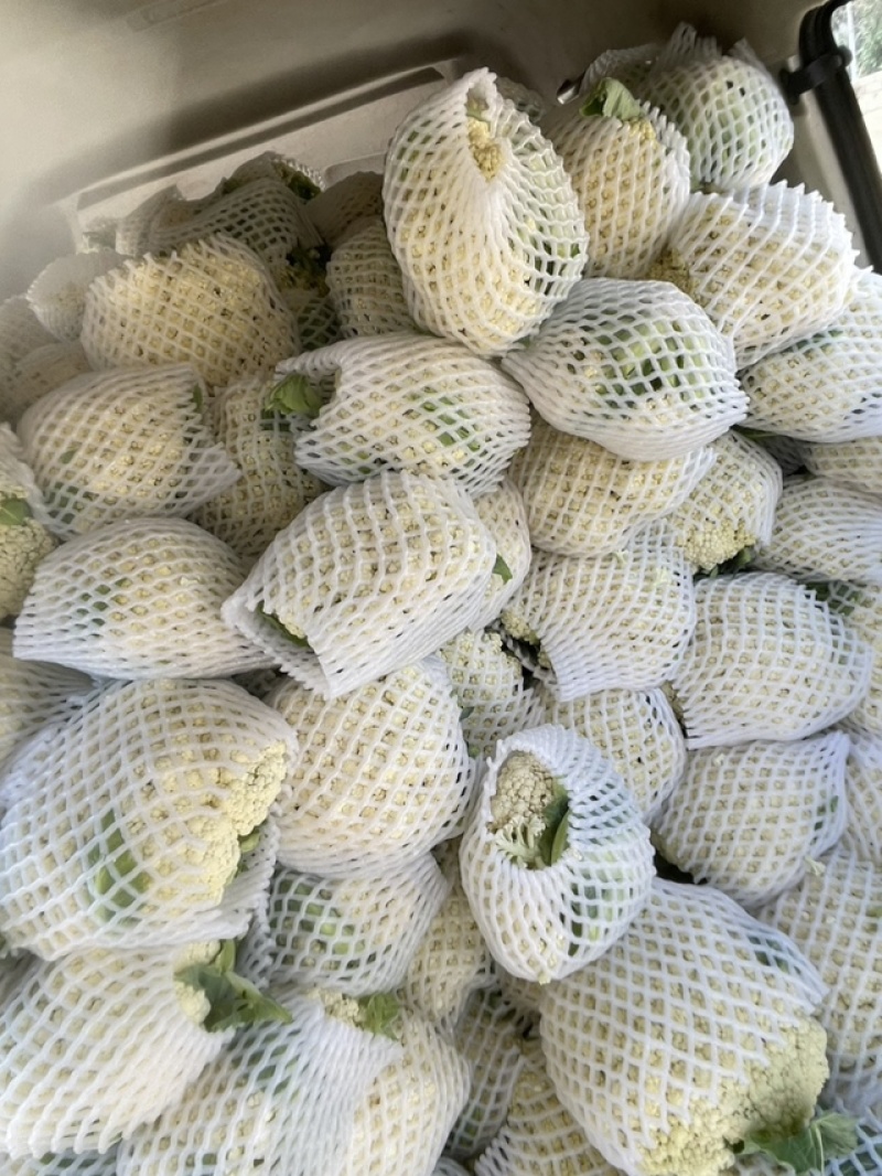 精品优质松花菜苗，产地直发，苗好价格实惠，欢迎大家到店