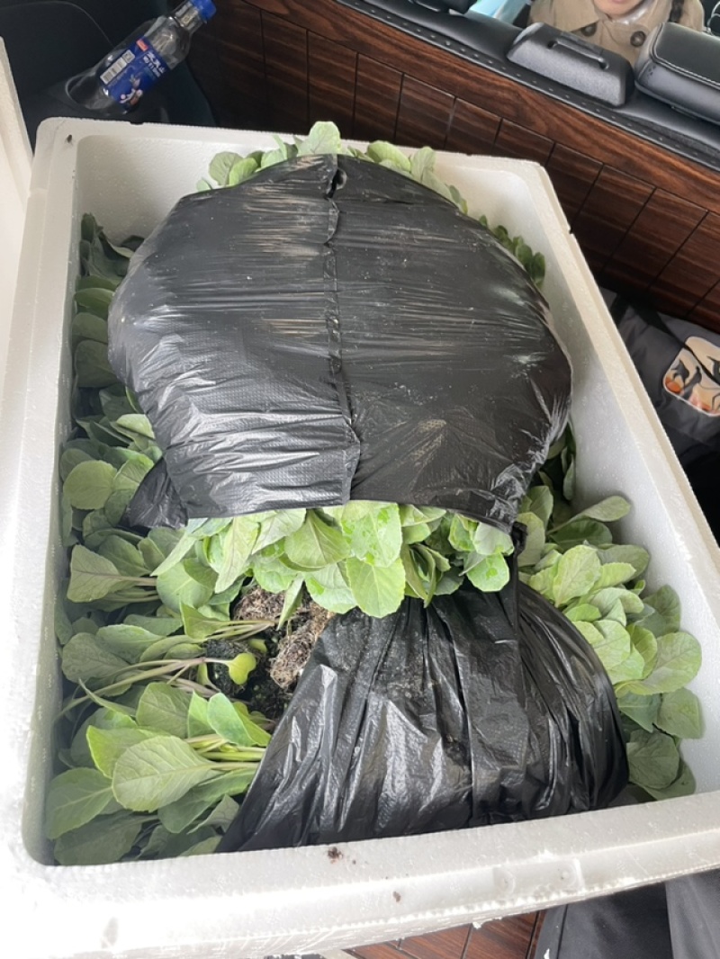 精品优质松花菜苗，产地直发，苗好价格实惠，欢迎大家到店
