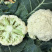 精品优质松花菜苗，产地直发，苗好价格实惠，欢迎大家到店