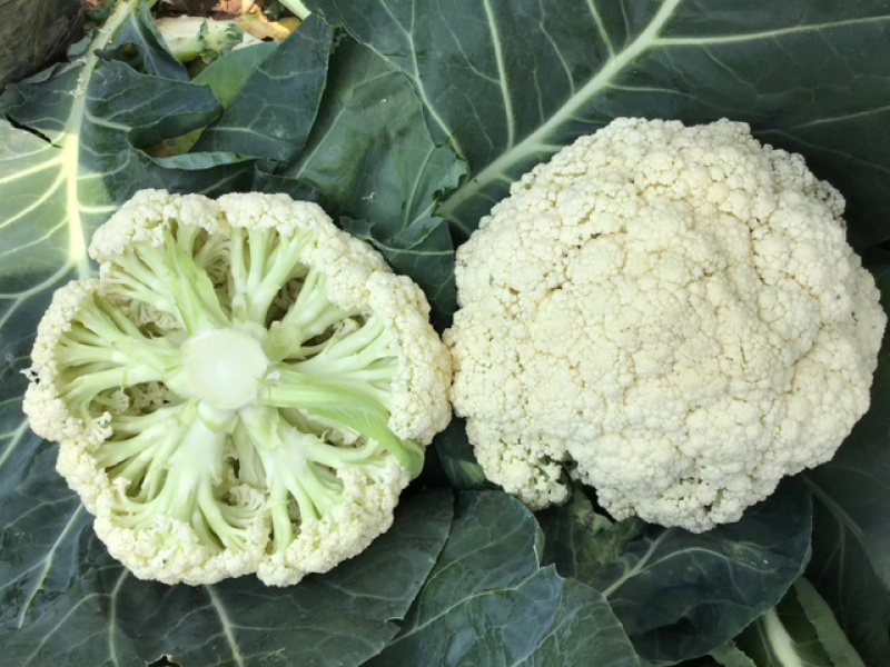 精品优质松花菜苗，产地直发，苗好价格实惠，欢迎大家到店