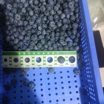 露天蓝莓每天供应量3000斤