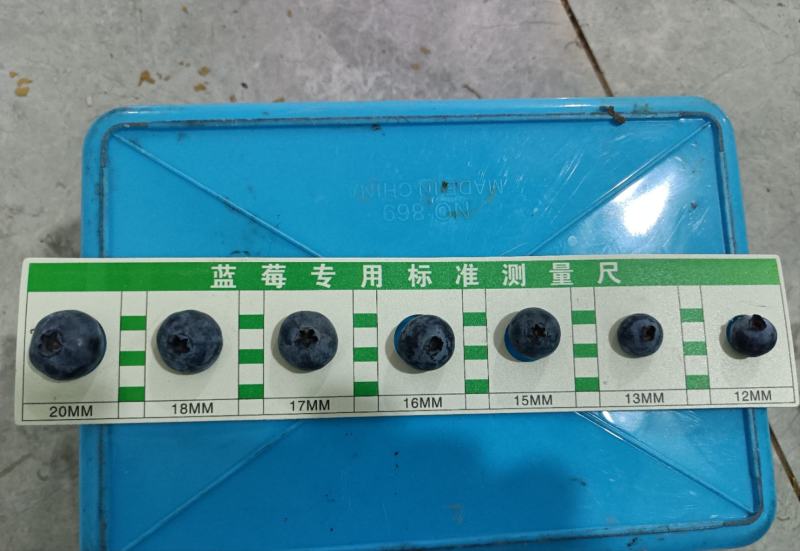 露天蓝莓每天供应量3000斤