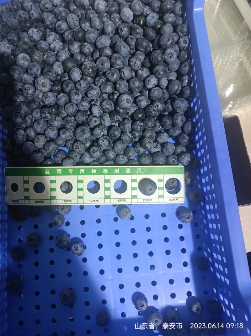 露天蓝莓每天供应量3000斤