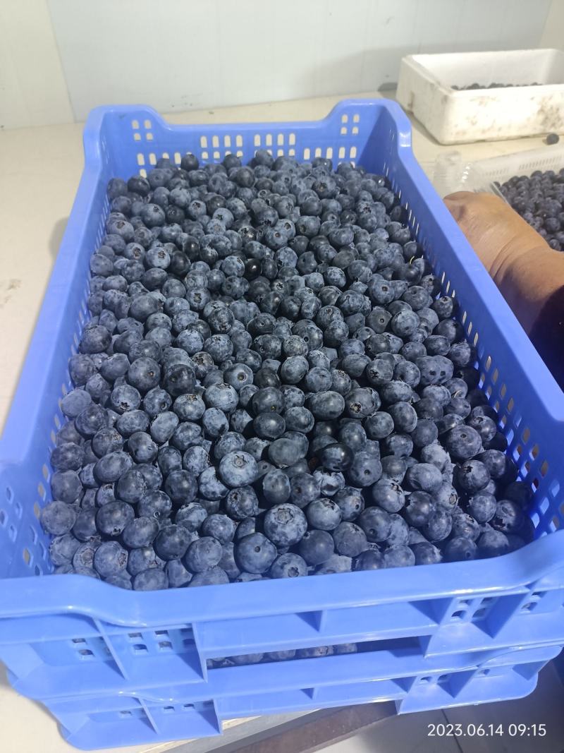 露天蓝莓每天供应量3000斤