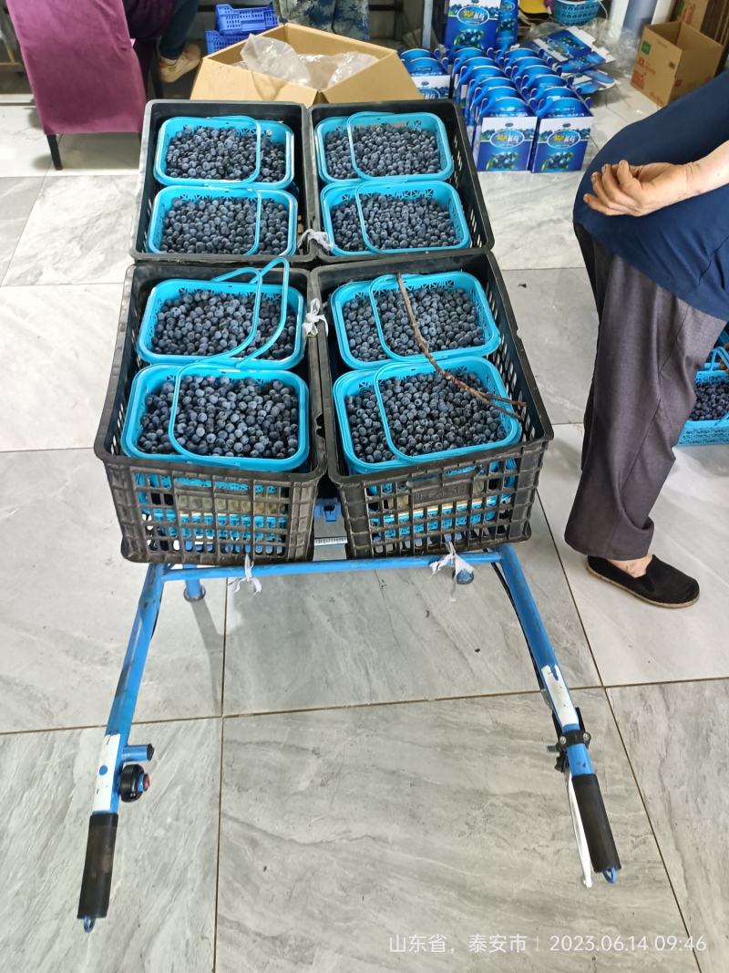 露天蓝莓每天供应量3000斤