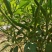 河南商丘小米椒种植基地，青的大量上市了欢迎前来采购深加工