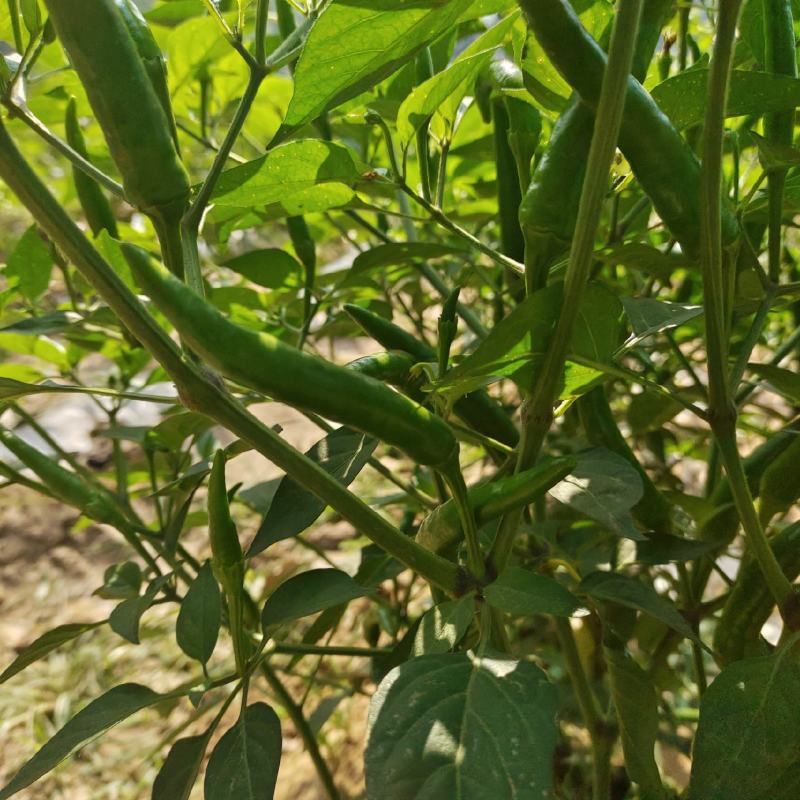 河南商丘小米椒种植基地，青的大量上市了欢迎前来采购深加工