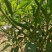 河南商丘小米椒种植基地，青的大量上市了欢迎前来采购深加工