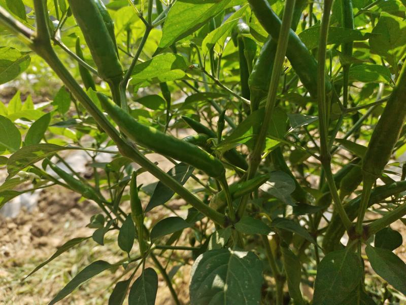 河南商丘小米椒种植基地，青的大量上市了欢迎前来采购深加工
