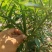 河南商丘小米椒种植基地，青的大量上市了欢迎前来采购深加工