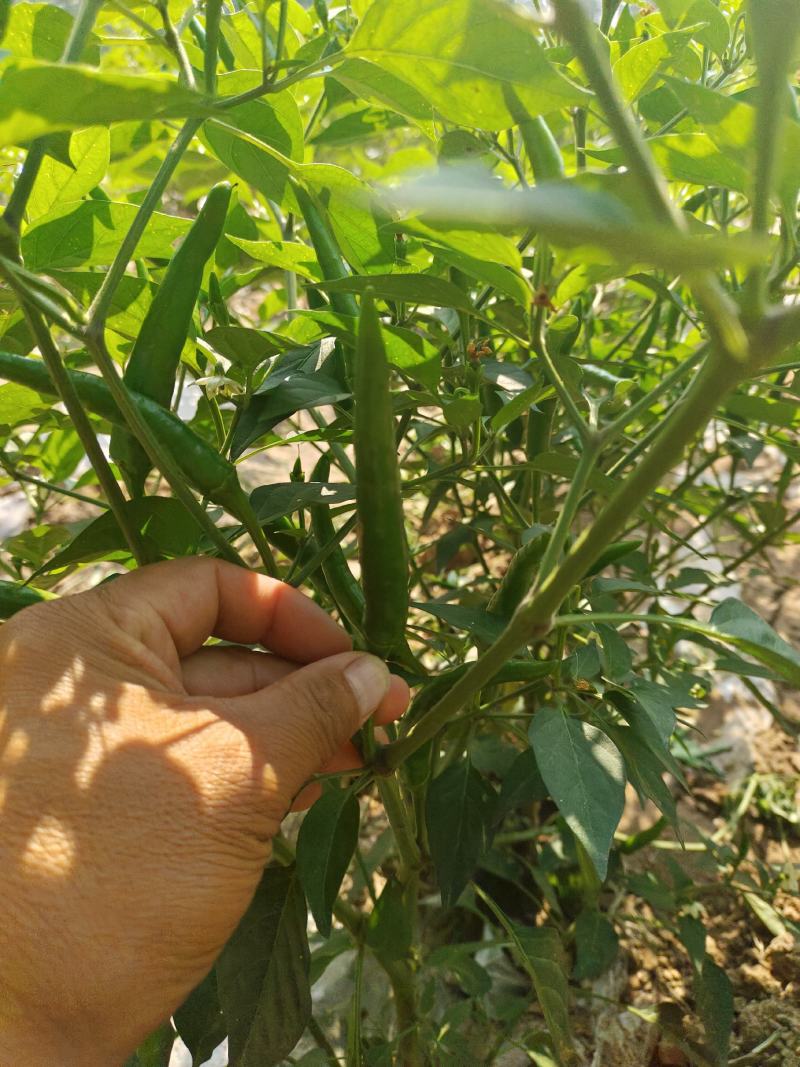 河南商丘小米椒种植基地，青的大量上市了欢迎前来采购深加工
