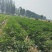 河南商丘小米椒种植基地，青的大量上市了欢迎前来采购深加工