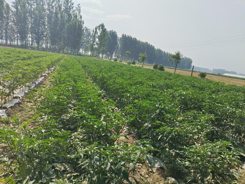 河南商丘小米椒种植基地，青的大量上市了欢迎前来采购深加工