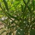 河南商丘小米椒种植基地，青的大量上市了欢迎前来采购深加工