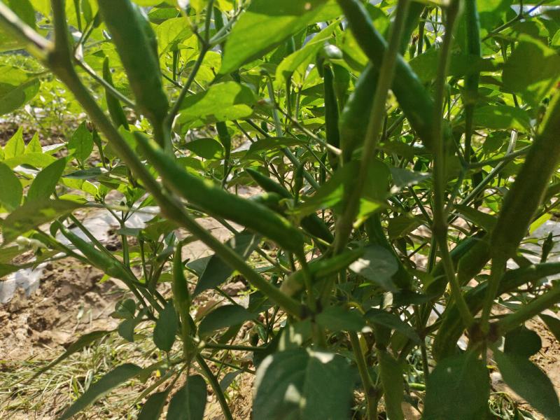 河南商丘小米椒种植基地，青的大量上市了欢迎前来采购深加工