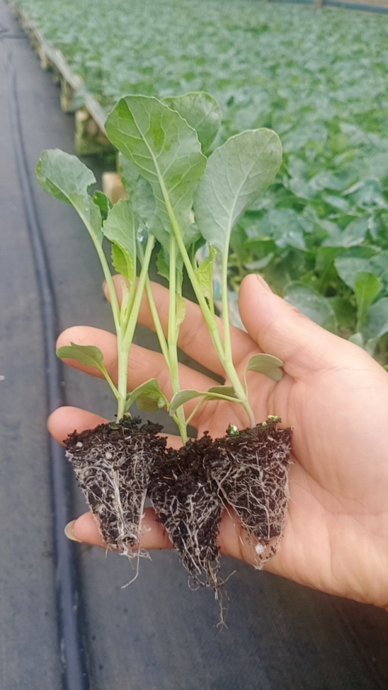 精品优质白花苗，基地直供，苗的品质有保证，欢迎来店咨询
