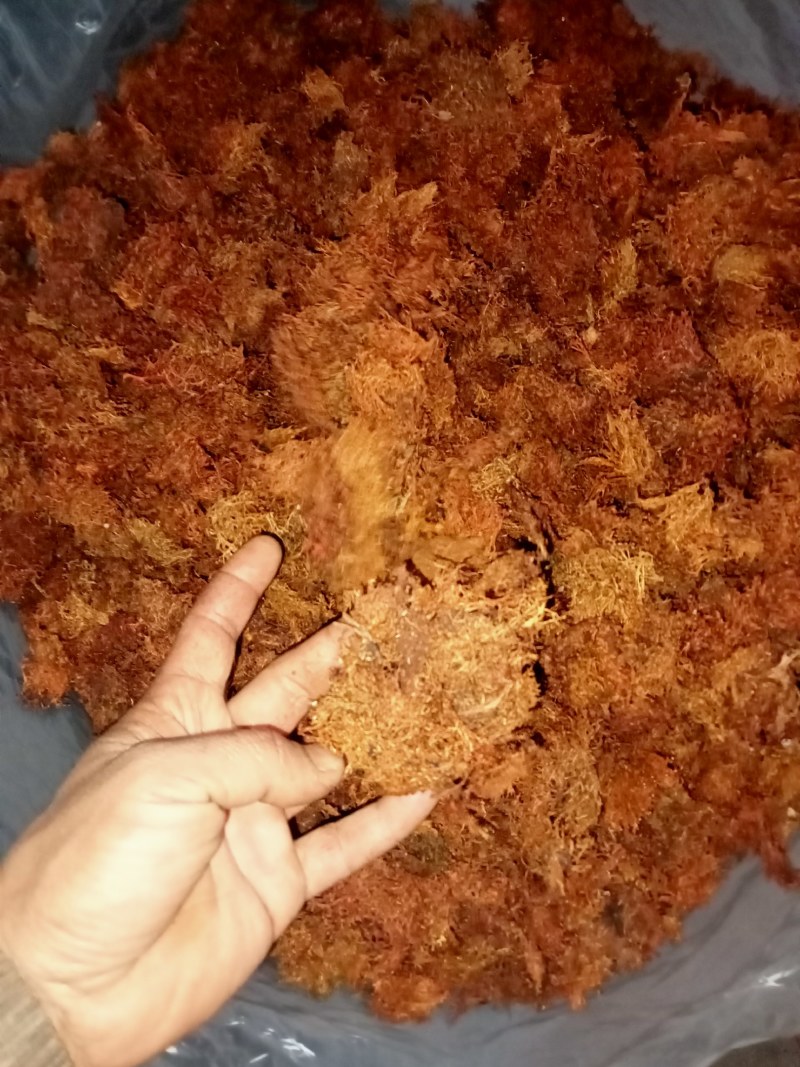 野生树花
