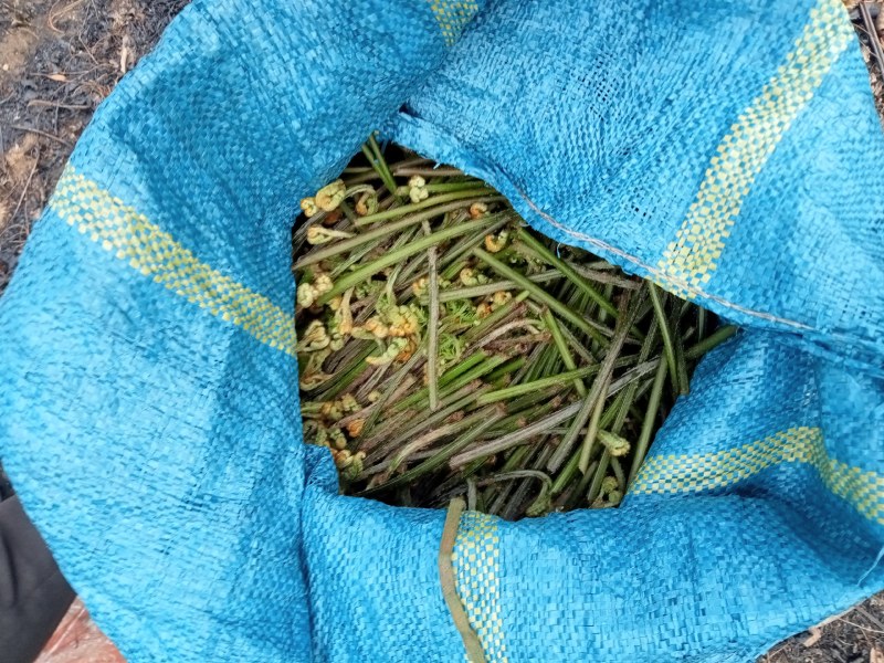 野生树花