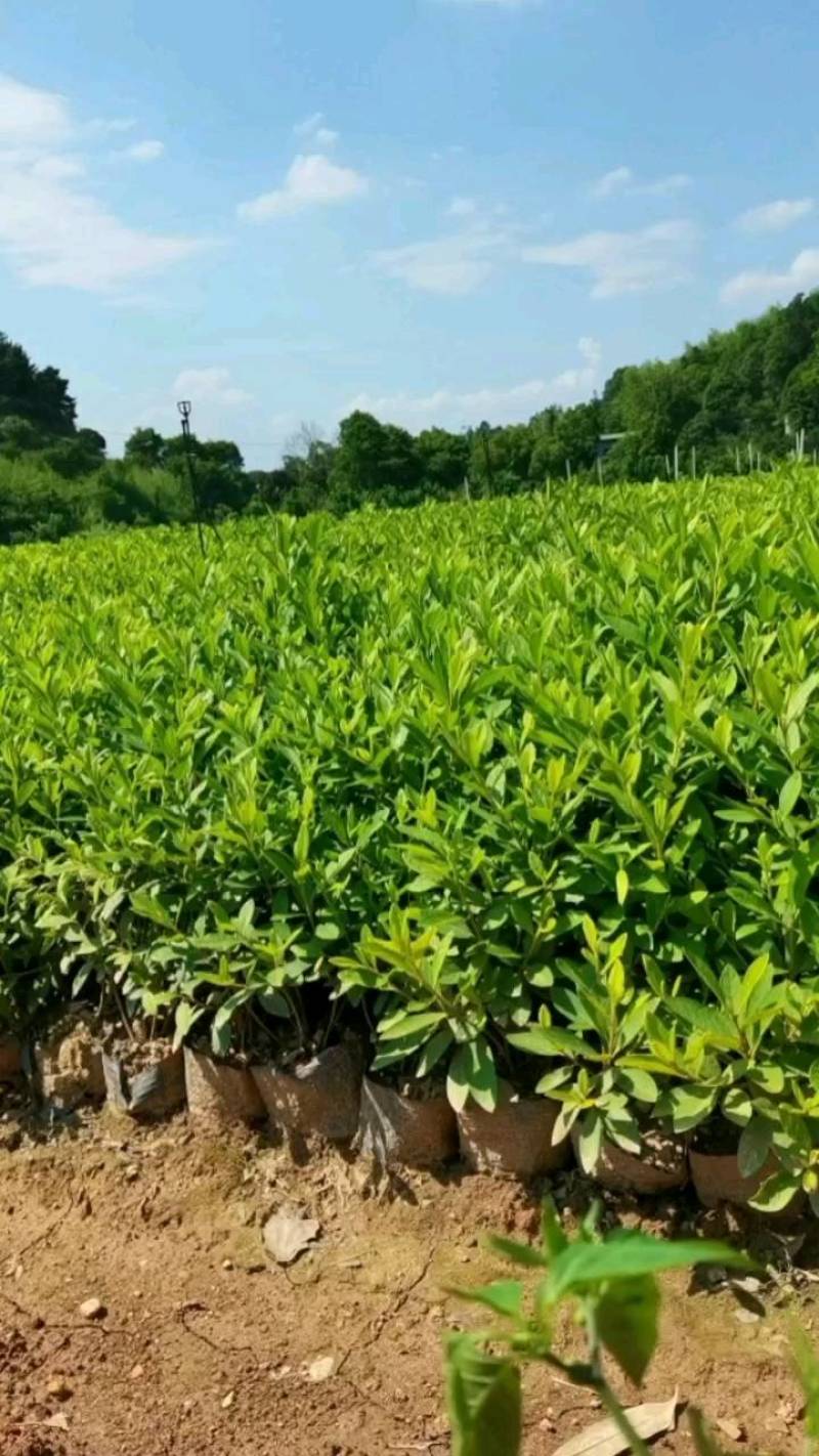 毛鹃泥土大杯，杜鹃杯苗，基地直供，现货现发，量大从优