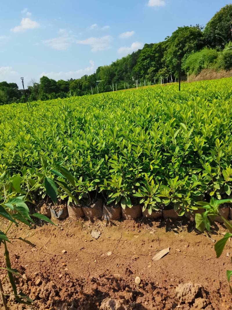 毛鹃泥土大杯，杜鹃杯苗，基地直供，现货现发，量大从优