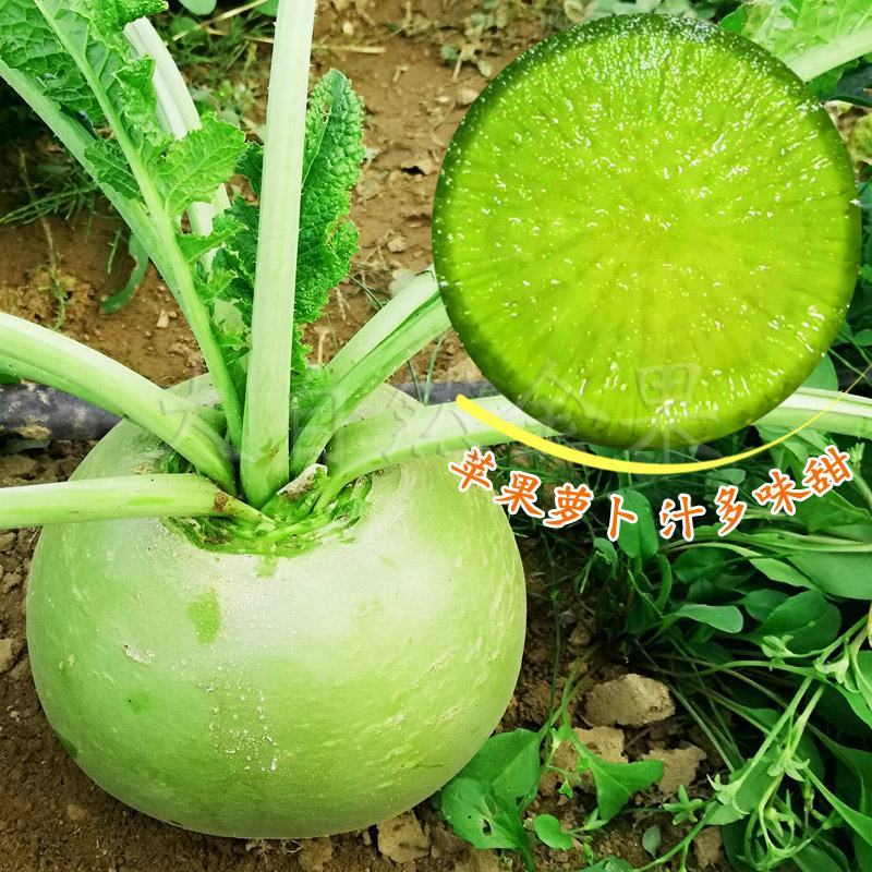 生食水果型萝卜种籽苹果萝卜种子汁多味甜甜脆爽口杂交品种