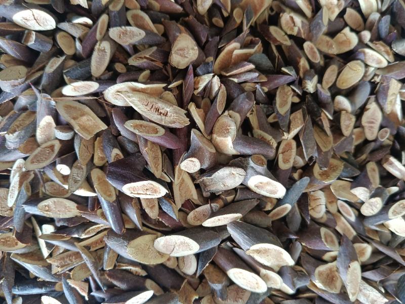 皂刺自己加工手工制作实拍现货24小时内发货