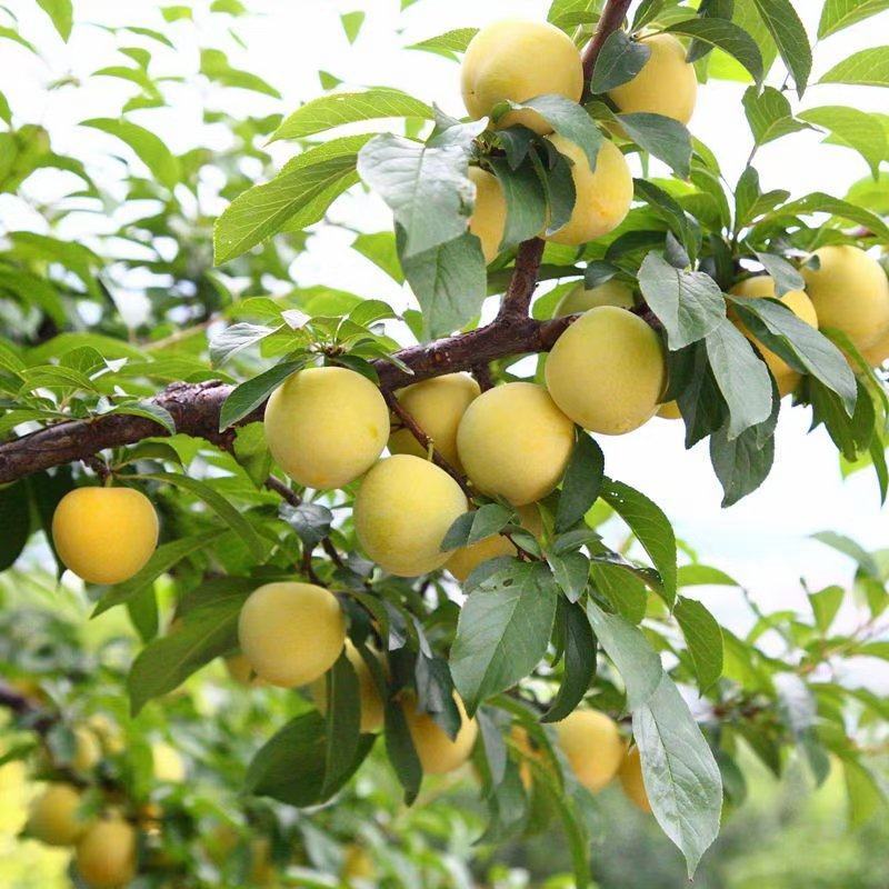 桃花李四川雅安汉源县