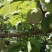 桃花李四川雅安汉源县