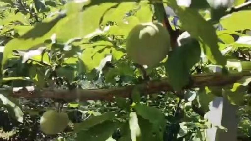 桃花李四川雅安汉源县