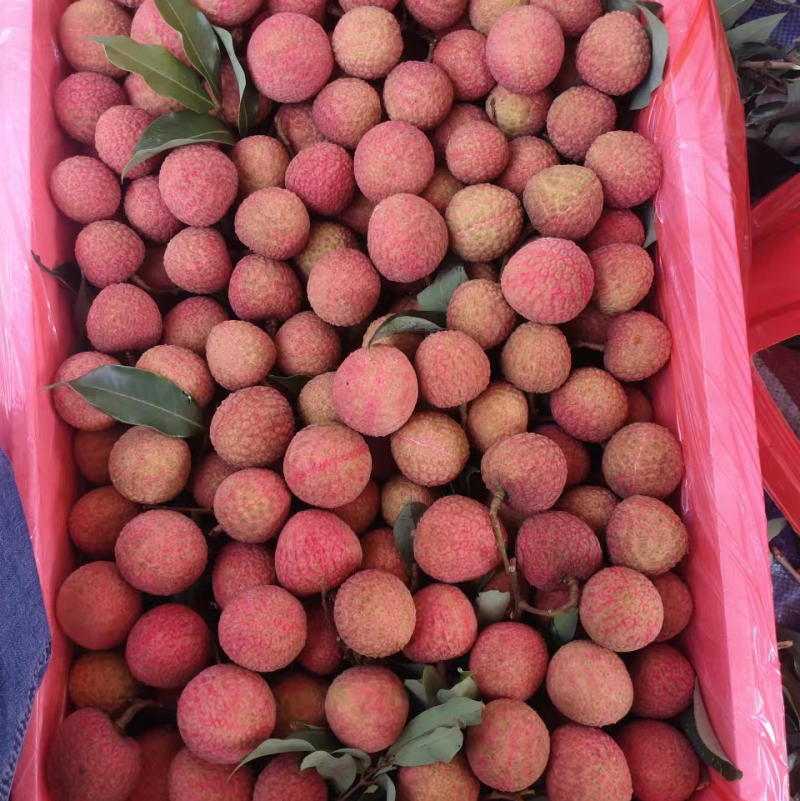 广东玉荷包荔枝大量上市