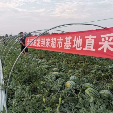 蒲城甜王大量上市中价格美丽产地直销