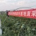 蒲城甜王大量上市中价格美丽产地直销