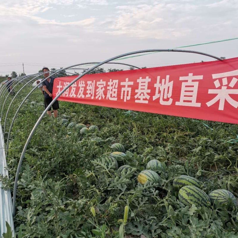 蒲城甜王大量上市中价格美丽产地直销